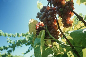 lenquete apache : analyse de pesticides agricoles dans les cheveux