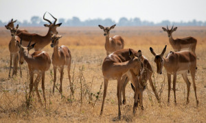 Libye: lcher de gazelles en voie d'extinction sur une le sanctuaire