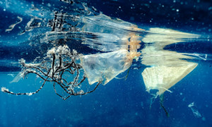 La menace des dchets plastiques sur les cosystmes aquatiques