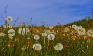 Rconcilier action climatique et protection de la nature