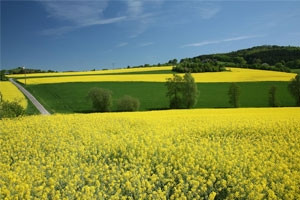 Nouvelle proposition de la Commission pour rduire les effets climatiques de la production de biocarburants