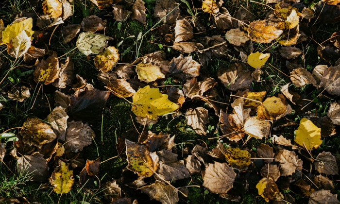 De Paris ou de Kiev, des feuilles mortes pour faire du papier